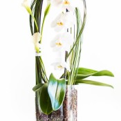 composizione orchidee
