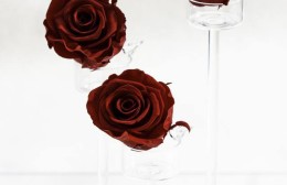 rose san valentino